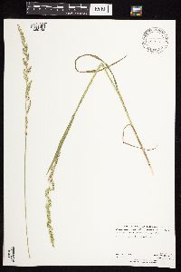 Beckmannia syzigachne image