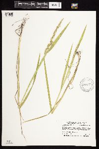 Beckmannia syzigachne image