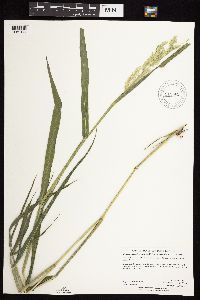 thumbnail image of current specimen