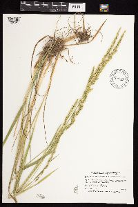 Beckmannia syzigachne image