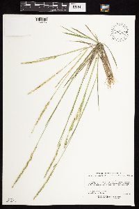 Beckmannia syzigachne image