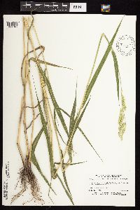 Eriochloa villosa image