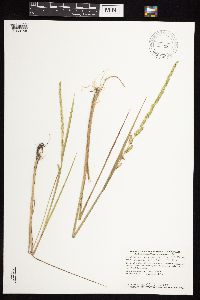 Beckmannia syzigachne image