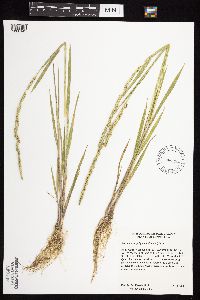 Beckmannia syzigachne image