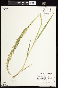 Beckmannia syzigachne image