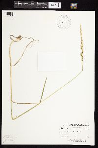 Beckmannia syzigachne image