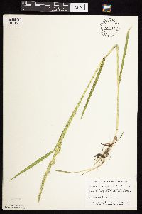 Beckmannia syzigachne image