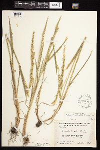 Beckmannia syzigachne image