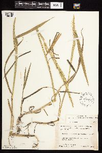 Beckmannia syzigachne image