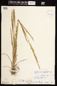 Beckmannia syzigachne image