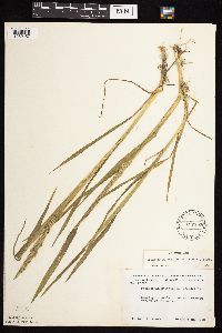 Beckmannia syzigachne image