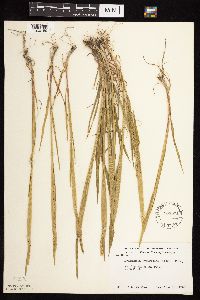 Beckmannia syzigachne image