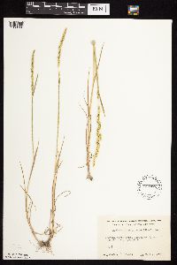 Beckmannia syzigachne image