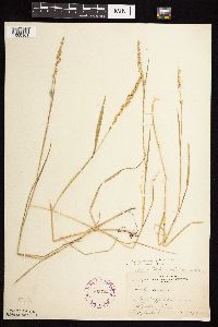 Beckmannia syzigachne image