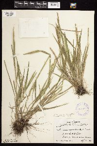 Beckmannia syzigachne image