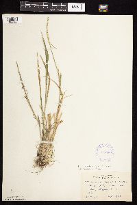 Beckmannia syzigachne image