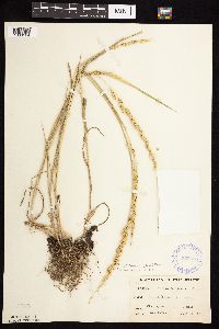 Beckmannia syzigachne image