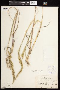 Beckmannia syzigachne image