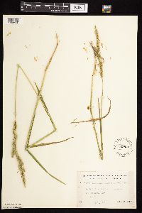 Beckmannia syzigachne image