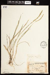 Beckmannia syzigachne image