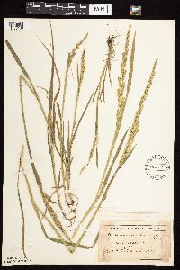 Beckmannia syzigachne image