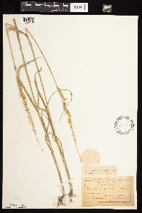 Beckmannia syzigachne image