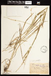 Beckmannia syzigachne image