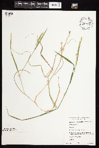 Beckmannia syzigachne image