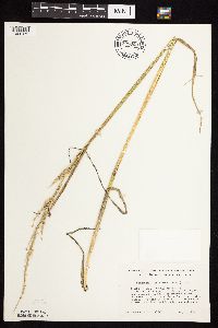 Beckmannia syzigachne image