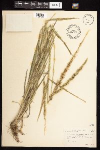 Beckmannia syzigachne image