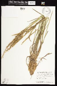 Beckmannia syzigachne image