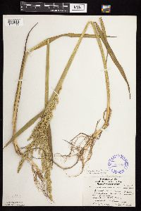 Beckmannia syzigachne image