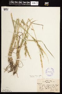 Beckmannia syzigachne image