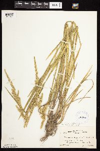 Beckmannia syzigachne image