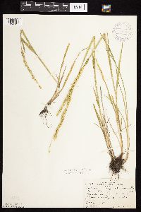 Beckmannia syzigachne image