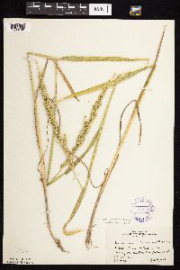 Beckmannia syzigachne image