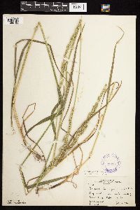 Beckmannia syzigachne image