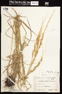 Beckmannia syzigachne image