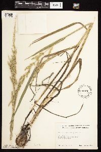 Beckmannia syzigachne image