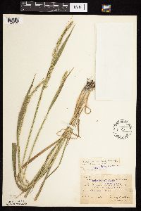 Beckmannia syzigachne image