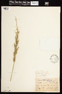 Beckmannia syzigachne image