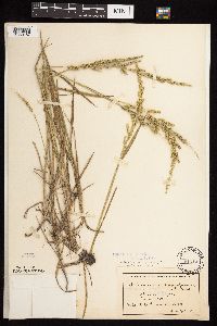 Beckmannia syzigachne image