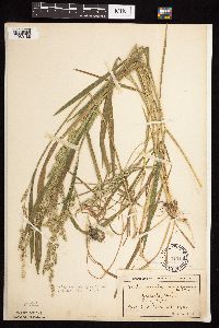 Beckmannia syzigachne image