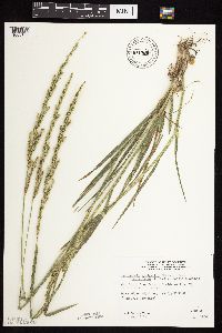 Beckmannia syzigachne image