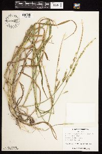 Beckmannia syzigachne image