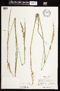 Beckmannia syzigachne image