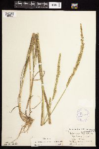 Beckmannia syzigachne image