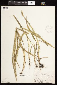 Beckmannia syzigachne image