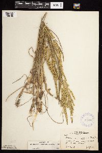 Beckmannia syzigachne image