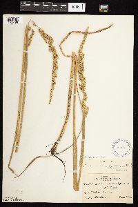 Beckmannia syzigachne image